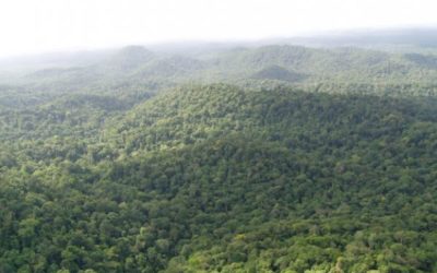 Certification PEFC de la forêt guyanaise