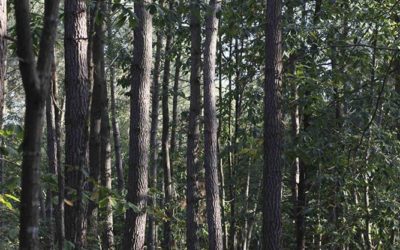 La forêt privée française voit ses aides diminuées