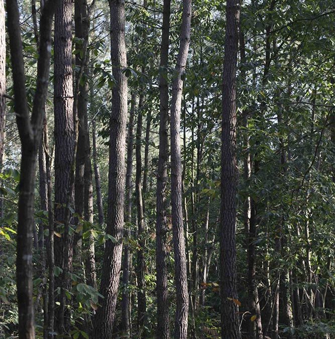 La forêt privée française voit ses aides diminuées