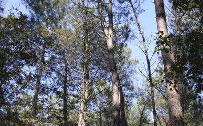 Rapport « L’arbre et la forêt à l’épreuve d’un climat qui change »