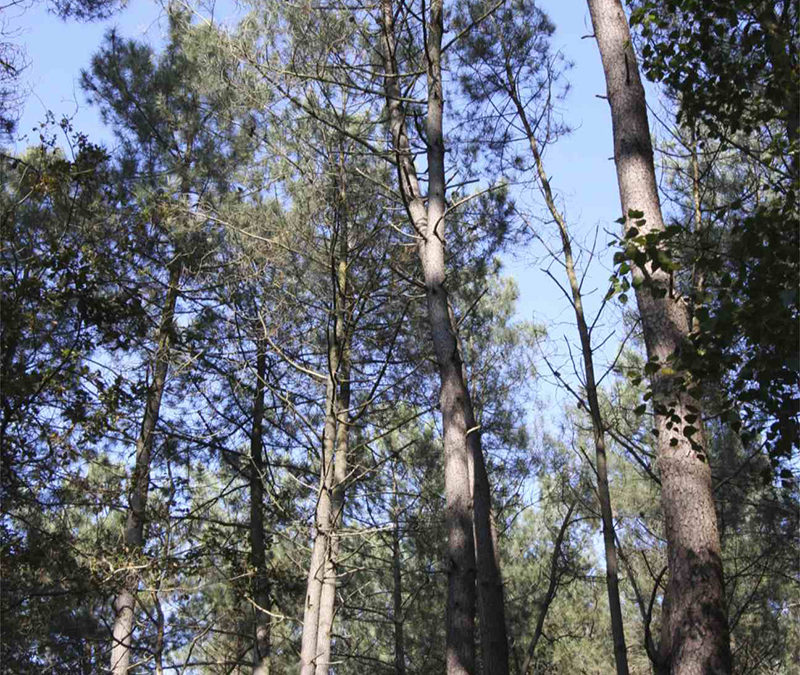Rapport « L’arbre et la forêt à l’épreuve d’un climat qui change »