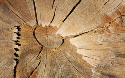 Première charte de contractualisation de la filière bois