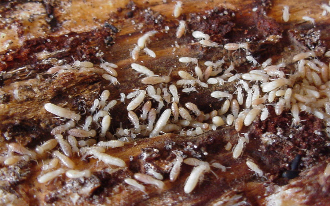 Termites : protéger les maisons bois et les maisons traditionnelles avant construction