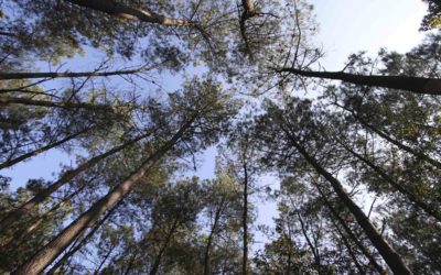 La forêt française pourrait produire un tiers de bois supplémentaire