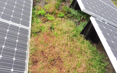 Un système qui combine photovoltaïque, toiture végétalisée et étanchéité